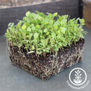 Anise - Microgreens Seeds