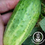 Cucumber Seeds - Arkansas Little Leaf