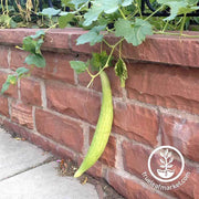 Cucumber Seeds - Metki Pale Green Armenian Yard-Long