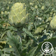 Artichoke Seeds - Imperial Star Hybrid