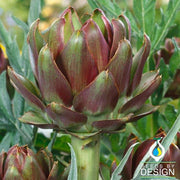 Artichoke Seeds - Purple Italian Globe