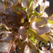 Lettuce Seeds - Ashley - Organic