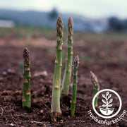 Asparagus Seeds - UC 157 F1