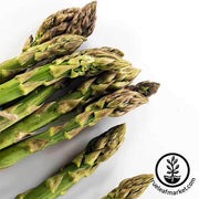 Asparagus Seeds - UC 72