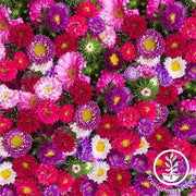 Aster Seeds - Powderpuff Mix