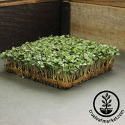 Basil - Cinnamon - Microgreens Seeds