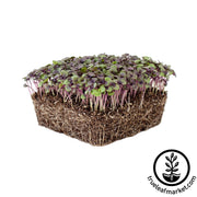 Basil - Dark Opal - Microgreens Seeds