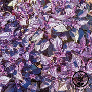 Basil Seeds - Dark Opal