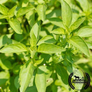 Basil Seeds - Lemon - Organic