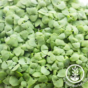 Basil Seeds - Lettuce Leaf - Microgreens