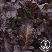 Basil Seeds - Purple Ruffles