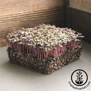 Basil Seeds - Red Rubin (Organic) - Microgreens Seeds