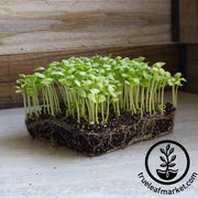 Basil Seeds - Sweet (Organic) - Microgreens