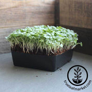 Basil - Thai - Microgreens Seeds