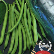 Bean Seeds - Bush - Blue Lake Bush (Organic)