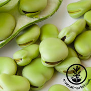 Bean Seeds - Fava - Aquadulce