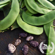 Bean Seeds - Jackson Wonder Lima - Organic