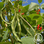 Bean Seeds - Pole - Scarlet Runner