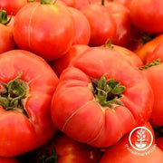 Tomato Seeds - Slicing - Beefsteak Pink