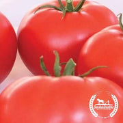 Tomato Seeds - Slicing - Red Ponderosa Beefsteak (Organic)