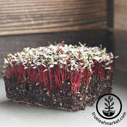 Beet - Bulls Blood - Microgreens Seeds