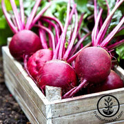 Beet Seeds - Ruby Queen