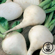 Beet Seeds - White Albino