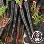 Carrot Seeds - Black Nebula