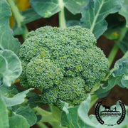 Broccoli Seeds - Calabrese Green Sprouting - Organic