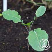 Broccoli Seeds - Early Purple Sprouting