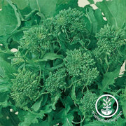 Broccoli Seeds - Raab - Spring Rapini (Organic)