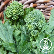 Broccoli Raab Seeds - Spring Rapini