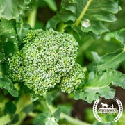 Broccoli Seeds - Di Cicco (Organic)