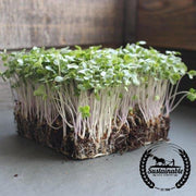 Broccoli - Waltham 29 - Microgreens Seeds