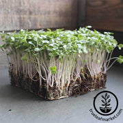 Broccoli - Waltham 29 - Organic - Microgreens Seeds