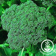 Broccoli Seeds - Di Cicco