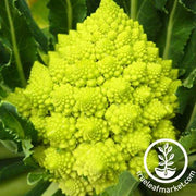 Broccoli Seeds - Romanesco