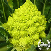 Broccoli Seeds - Romanesco - Organic