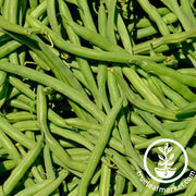 Bean Seeds - Greencrop Bush