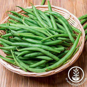 Bean Seeds - Bush - Harvester