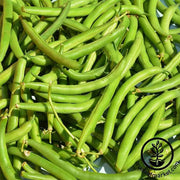 Bean Seeds - Bush - Provider