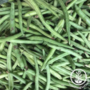 Bean Seeds - Bush - Stringless Green Pod (Burpee)