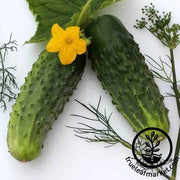 Cucumber Seeds - Bushy