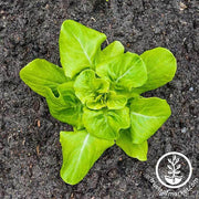 Lettuce Seeds - Butterhead - Buttercrunch