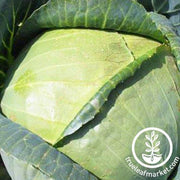 Cabbage Seeds - All Seasons Cabbage