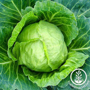 Cabbage Seeds - Copenhagen Market