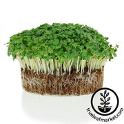 Cabbage - Drumhead - Microgreens Seeds