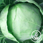 Cabbage Seeds - Early Round Dutch