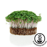 Cabbage - Glory of Enkhuizen - Microgreens Seeds