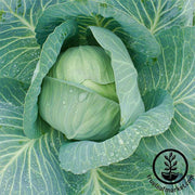 Cabbage Seeds - Late Flat Dutch